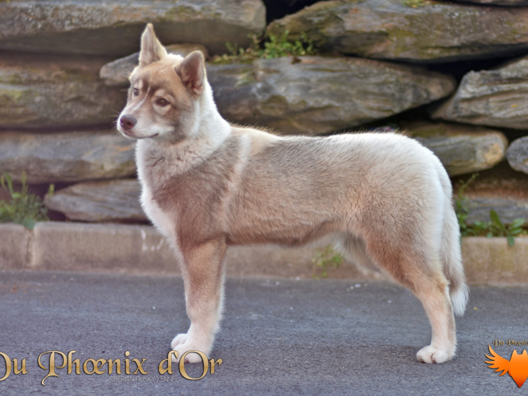 Photo 73 de Unix ultime touch the stars Du Phoenix D'Or