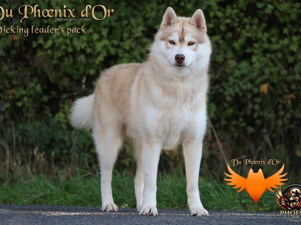 Photo 3 de Viking leader's pack - Portée Serena et Moky