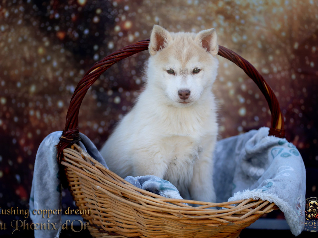 Picture of Femelle 5 - Pandora x Moky (Janvier 2026)