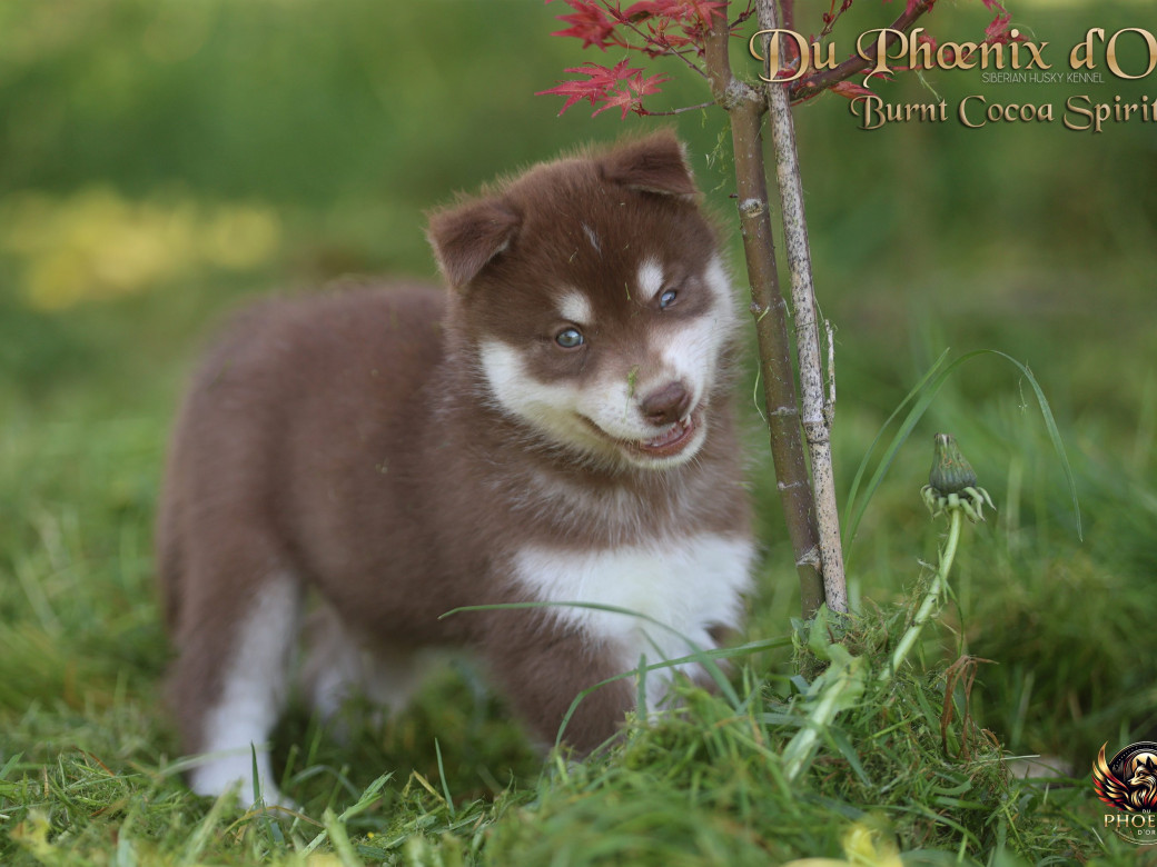 Photo 3 de Mâle 4 - Moon x Ultra (Mars 2026)