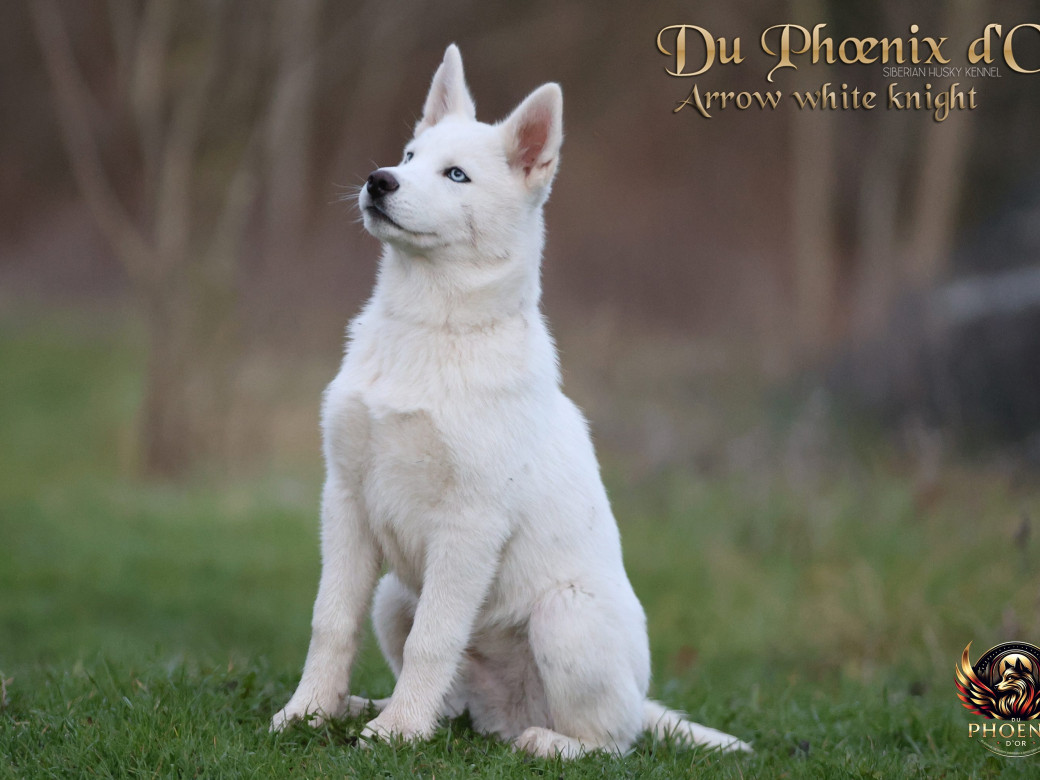 Photo 17 de Mâle 2 - Twilight x Yoshi (Août 2025)