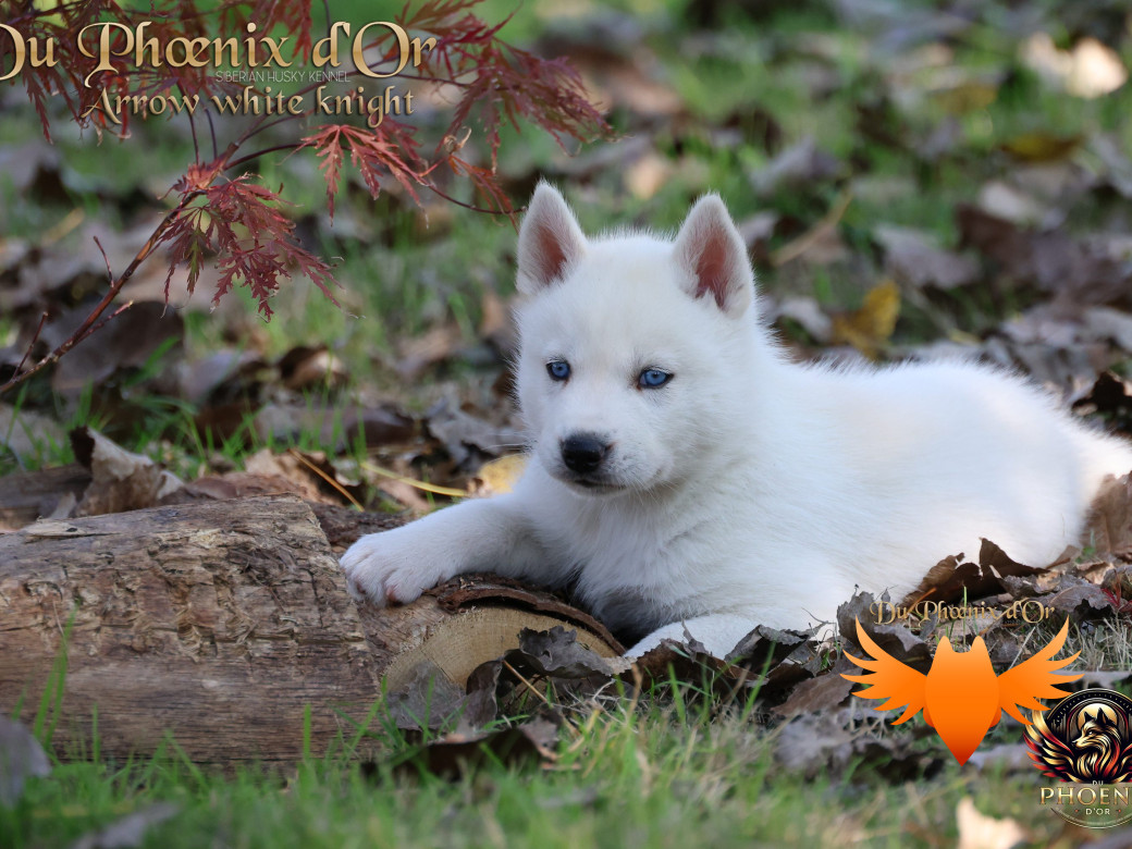 Photo 6 de Mâle 2 - Twilight x Yoshi (Août 2025)