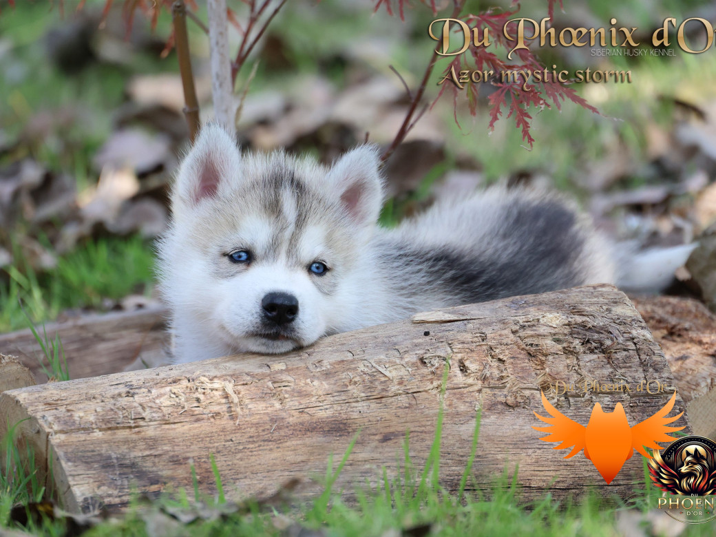 Photo 8 de Mâle 3 - Twilight x Yoshi (Août 2025)