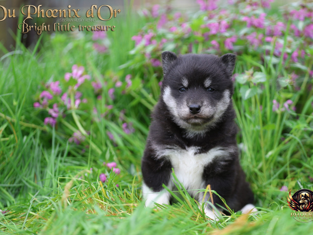 Picture of Femelle 1 - Serena x Ragnar (Février 2026)