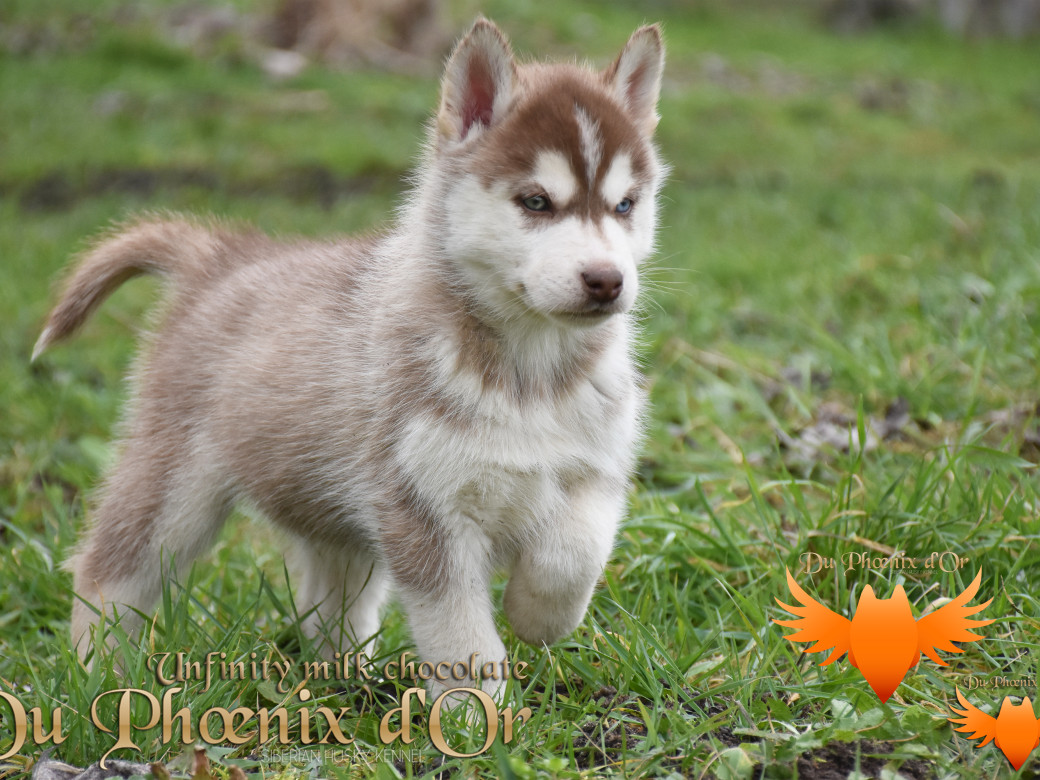 Picture of Unfinity milk chocolate du Phoenix d'or