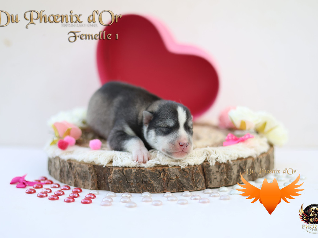 Photo 5 de Femelle 1 - Sweetie x Toruk (Septembre 2025)