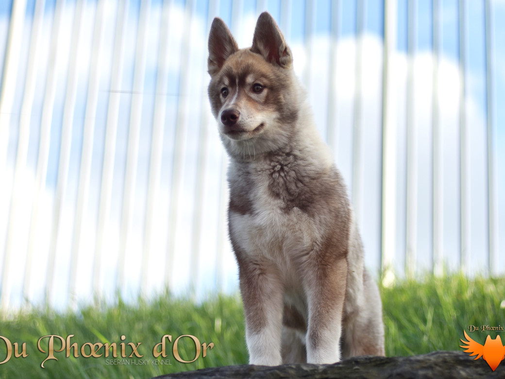 Photo 59 de Unix ultime touch the stars Du Phoenix D'Or