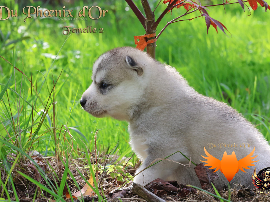 Photo 4 de Femelle 2 - Sweetie x Toruk (Septembre 2025)