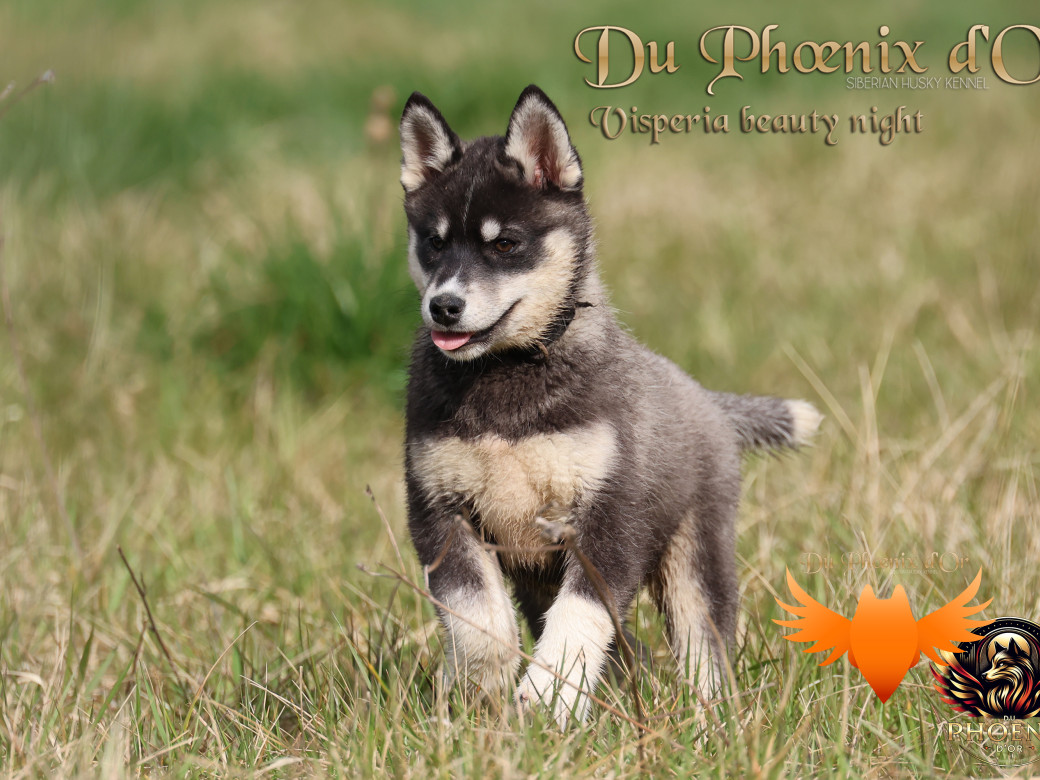 Picture of Visperia - Sky & MOKY (Décembre 2024)
