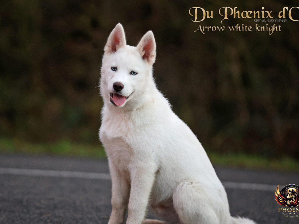 Photo 18 de Mâle 2 - Twilight x Yoshi (Août 2025)