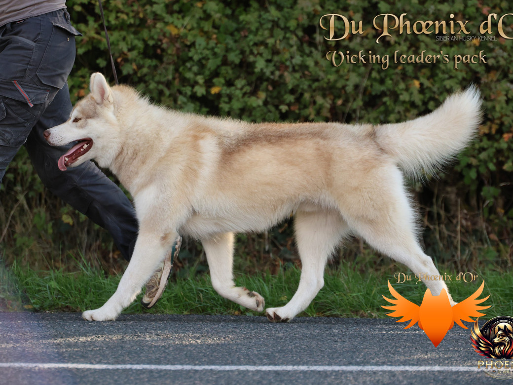 Photo 7 de Viking leader's pack - Portée Serena et Moky