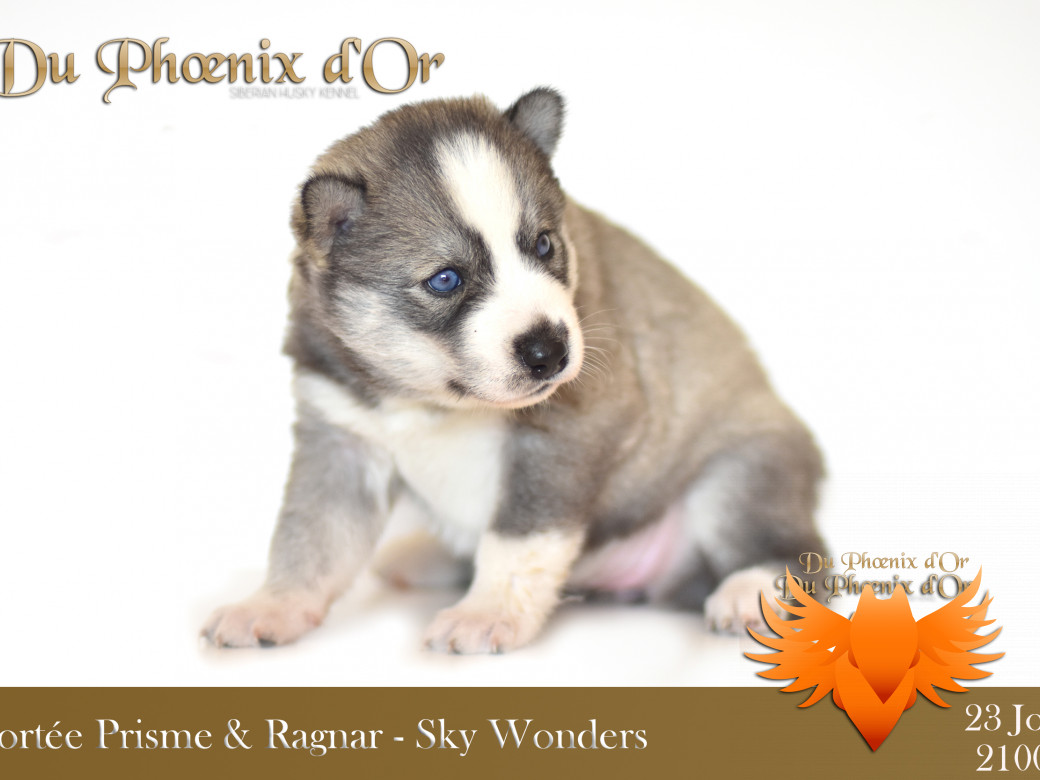 Picture of Sky Wonders du Phoenix d'or