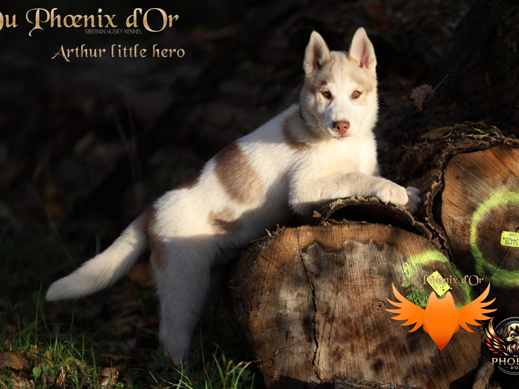 Photo 23 de Mâle 2 - Taïga x Ultra (Août 2025)