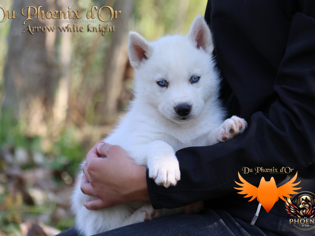 Photo 2 de Mâle 2 - Twilight x Yoshi (Août 2025)