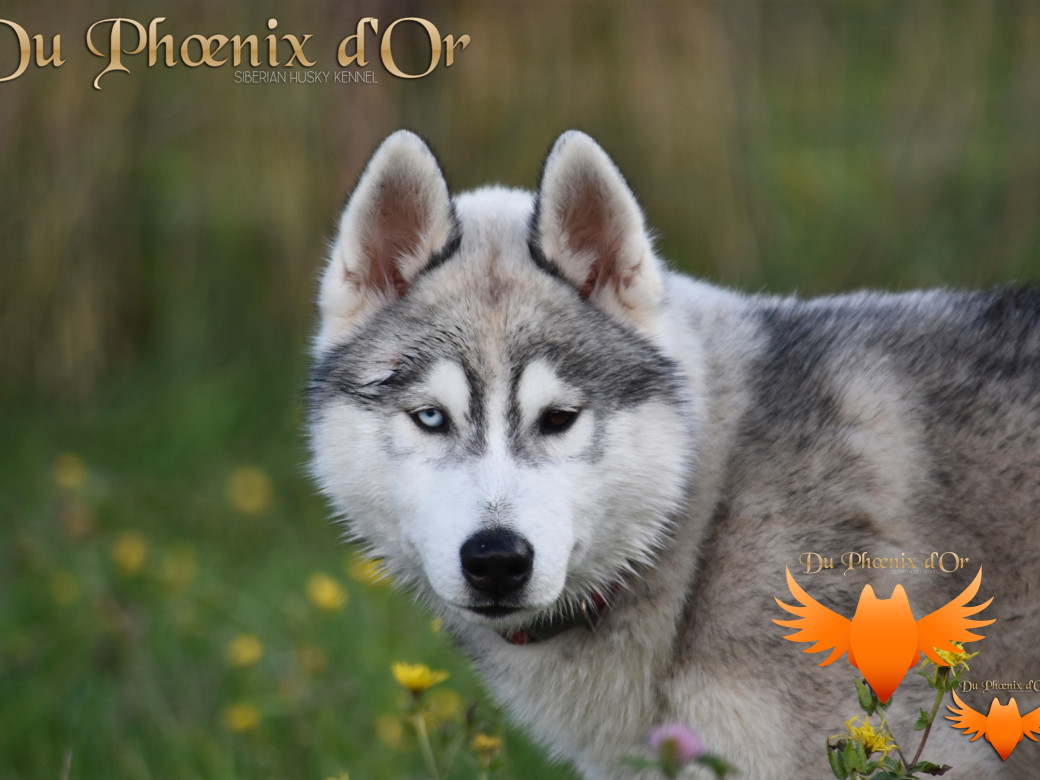 Picture of U never forget me du Phoenix d'or (Ustang)
