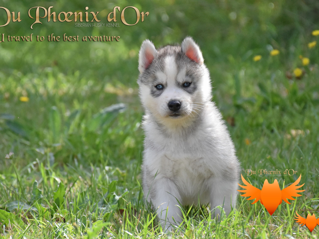 Picture of U travel to the best aventure du Phoenix d'or