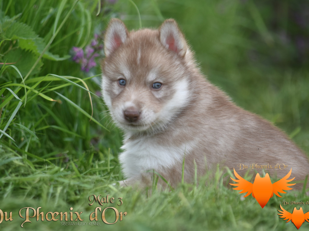 Picture of Veasley magic red du Phoenix d'or - Moon & Shiiro