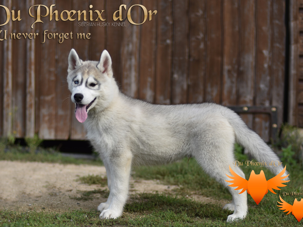 Picture of U never forget me du Phoenix d'or (Ustang)