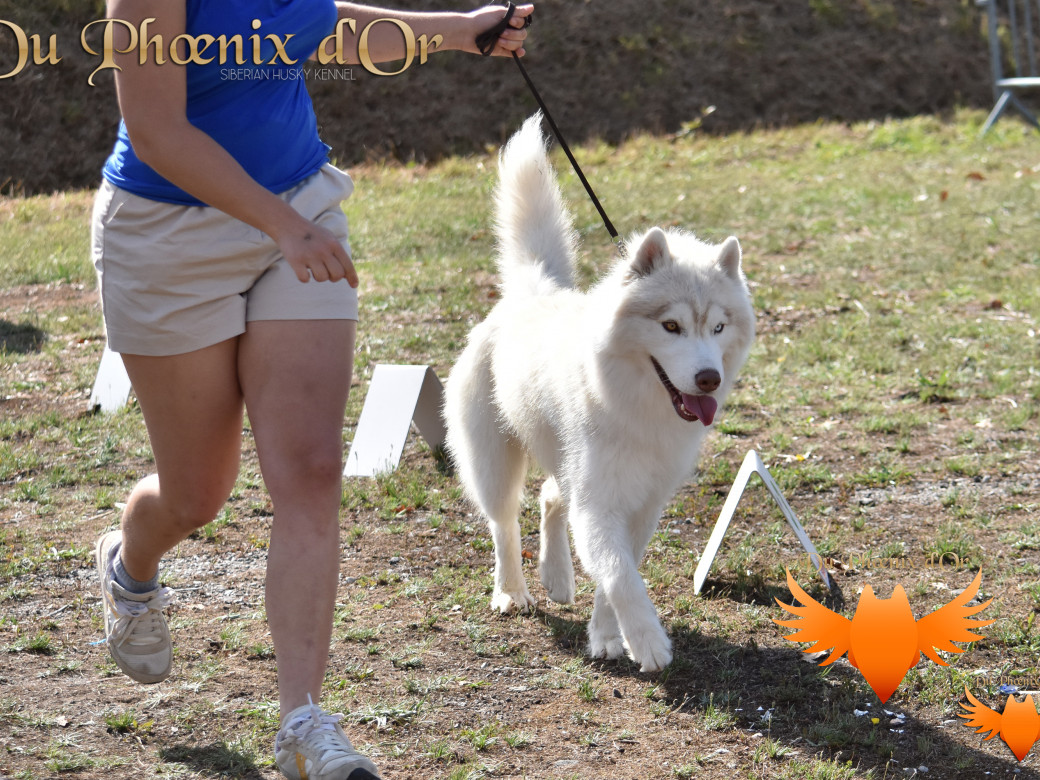 Picture of Shiiro Hokori du Phoenix d'or