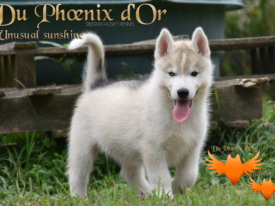 Picture of Unusual Sunshine du Phoenix d'or