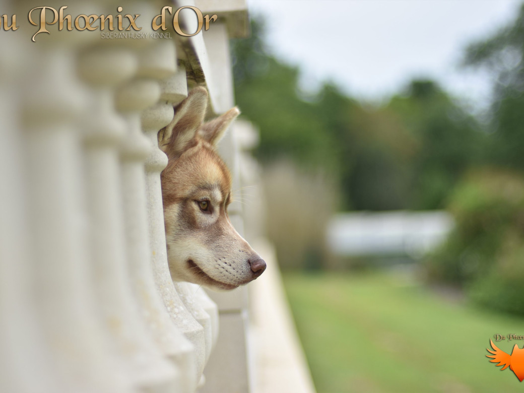 Photo 37 de Unix ultime touch the stars Du Phoenix D'Or