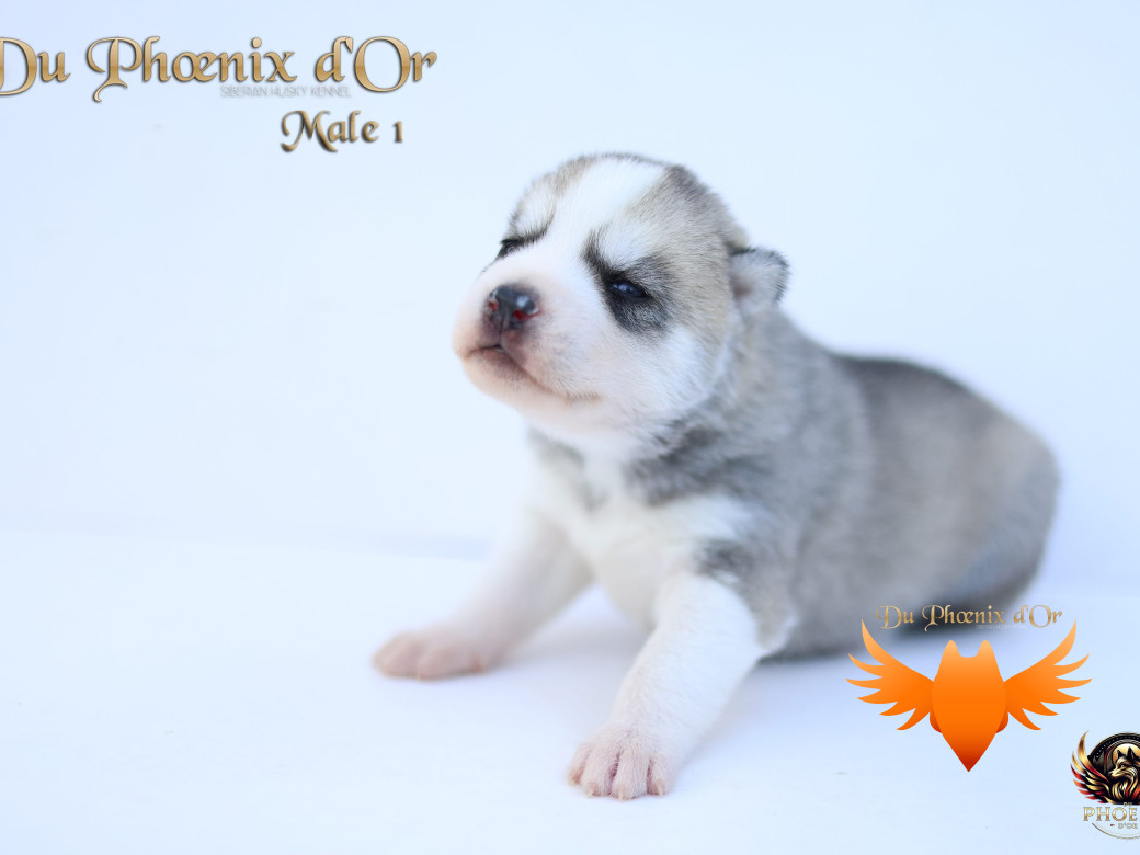 Photo 19 de Mâle 1 - Twilight x Yoshi (Août 2025)