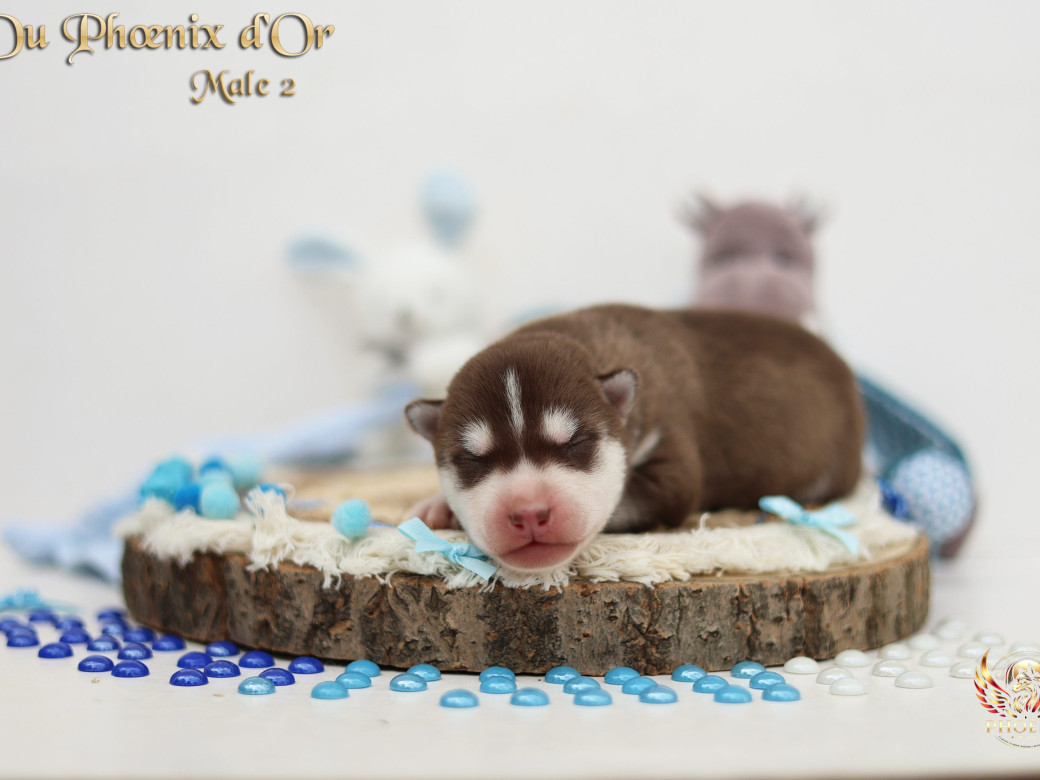 Picture of Mâle 2 - Moon x Ultra (Mars 2026)