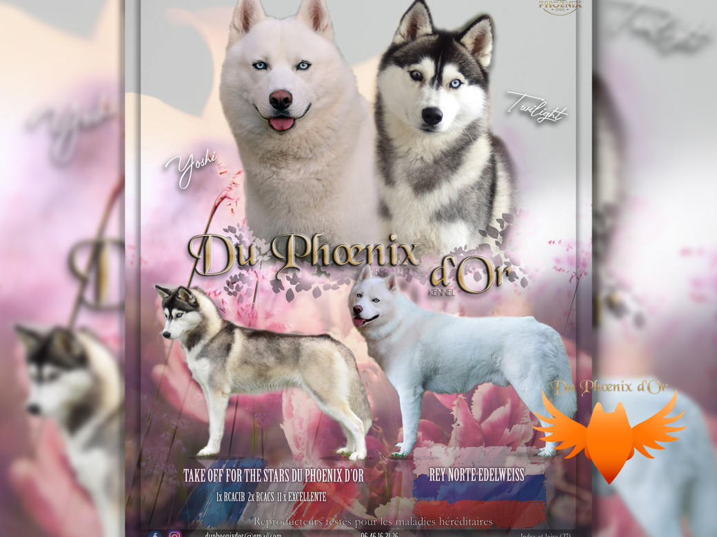 Picture of Portée Twilight x Yoshi (Août 2025)