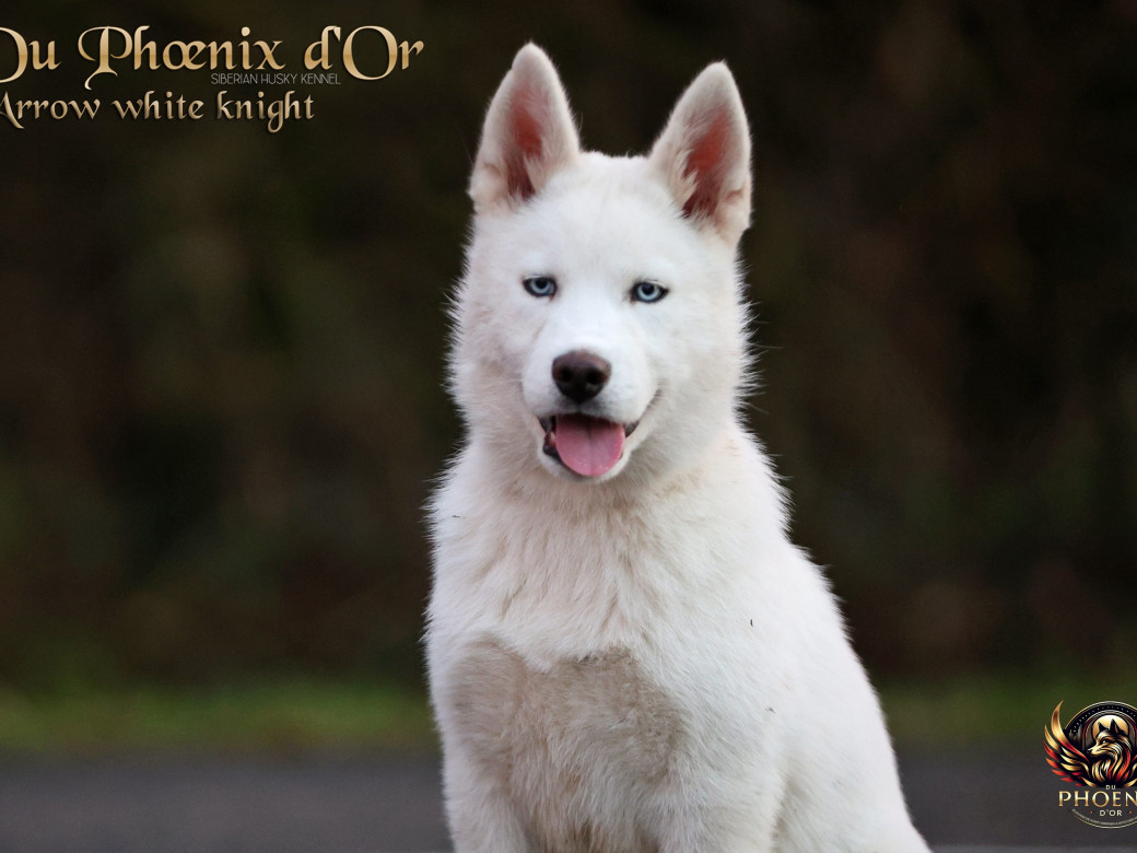 Photo 1 de Mâle 2 - Twilight x Yoshi (Août 2025)