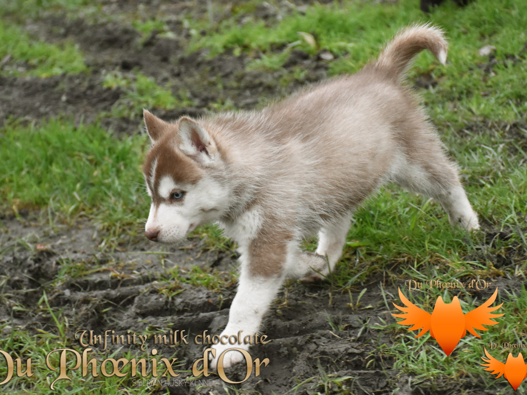 Picture of Unfinity milk chocolate du Phoenix d'or