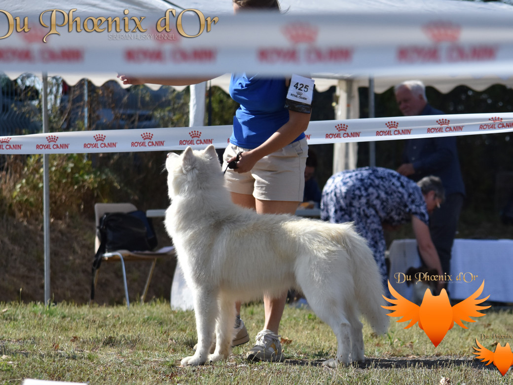 Picture of Shiiro Hokori du Phoenix d'or