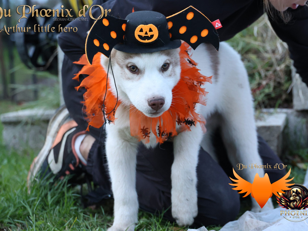 Photo 37 de Mâle 2 - Taïga x Ultra (Août 2025)