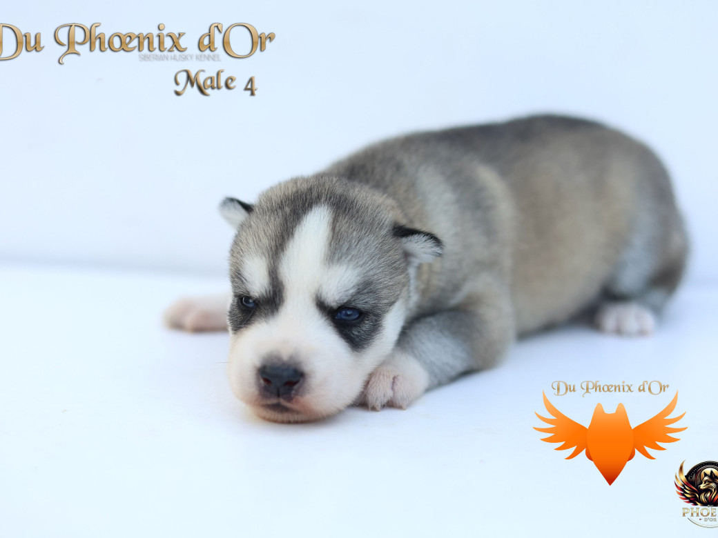 Photo 37 de Mâle 4 - Twilight x Yoshi (Août 2025)
