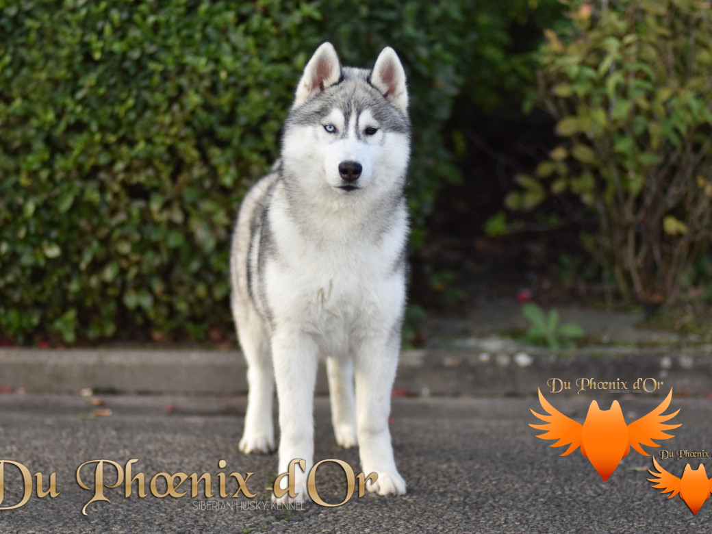 Picture of U never forget me du Phoenix d'or (Ustang)