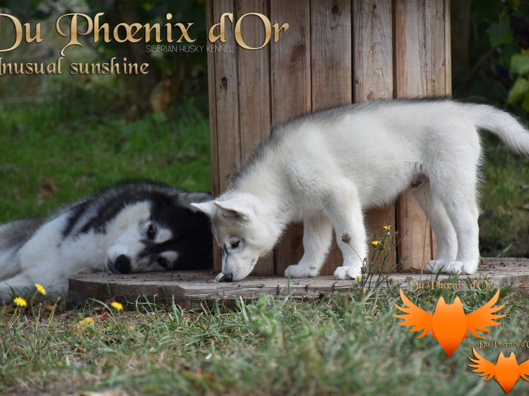 Picture of Unusual Sunshine du Phoenix d'or
