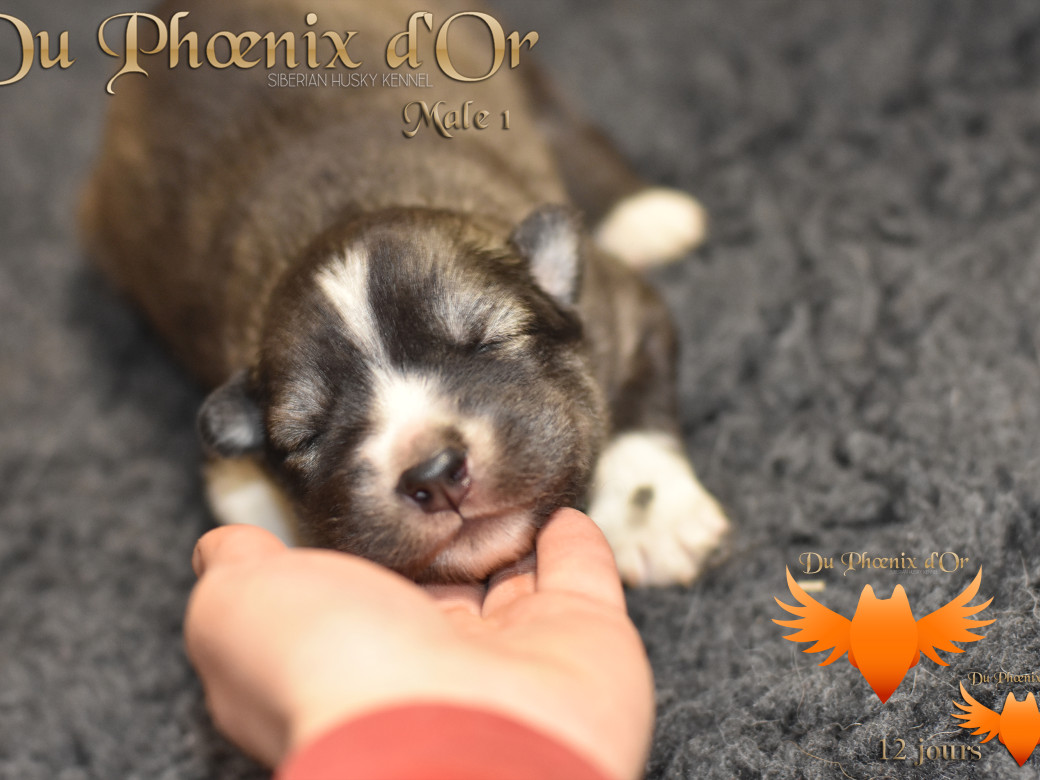 Picture of Vulcan du Phoenix d'or - Moon & Shiiro