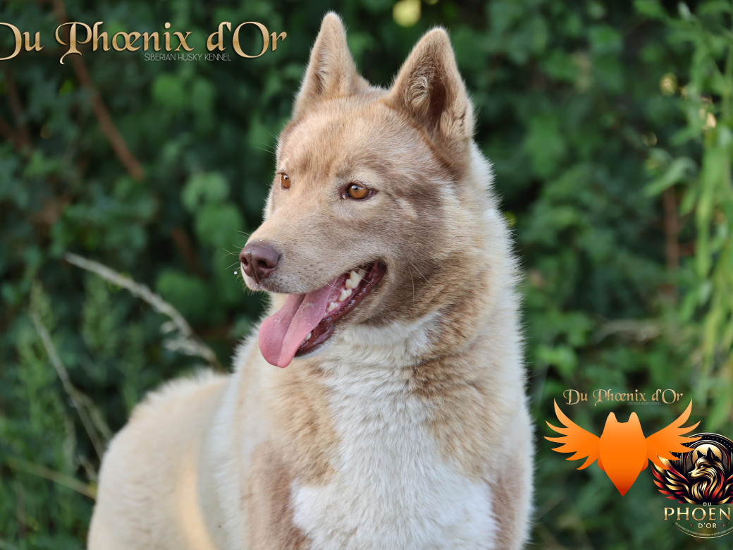 Black Rose Winter Illusion (Taïga)