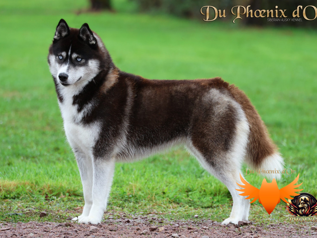 Photo 1 de Uncover black pearl