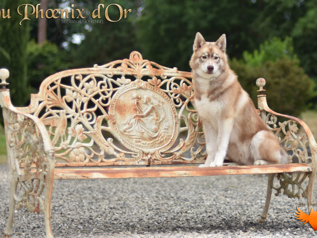 Photo 39 de Unix ultime touch the stars Du Phoenix D'Or