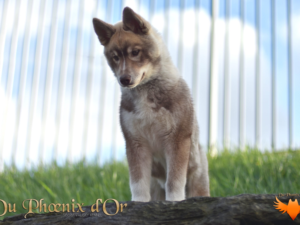 Photo 57 de Unix ultime touch the stars Du Phoenix D'Or