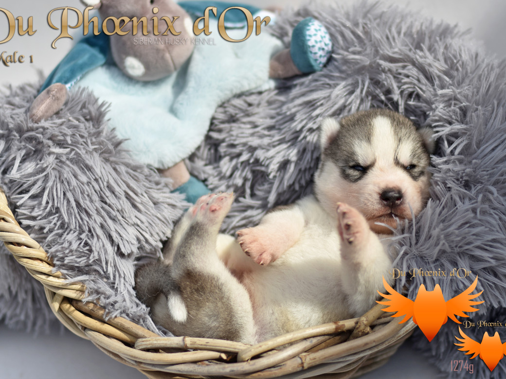 Picture of U never forget me du Phoenix d'or (Ustang)