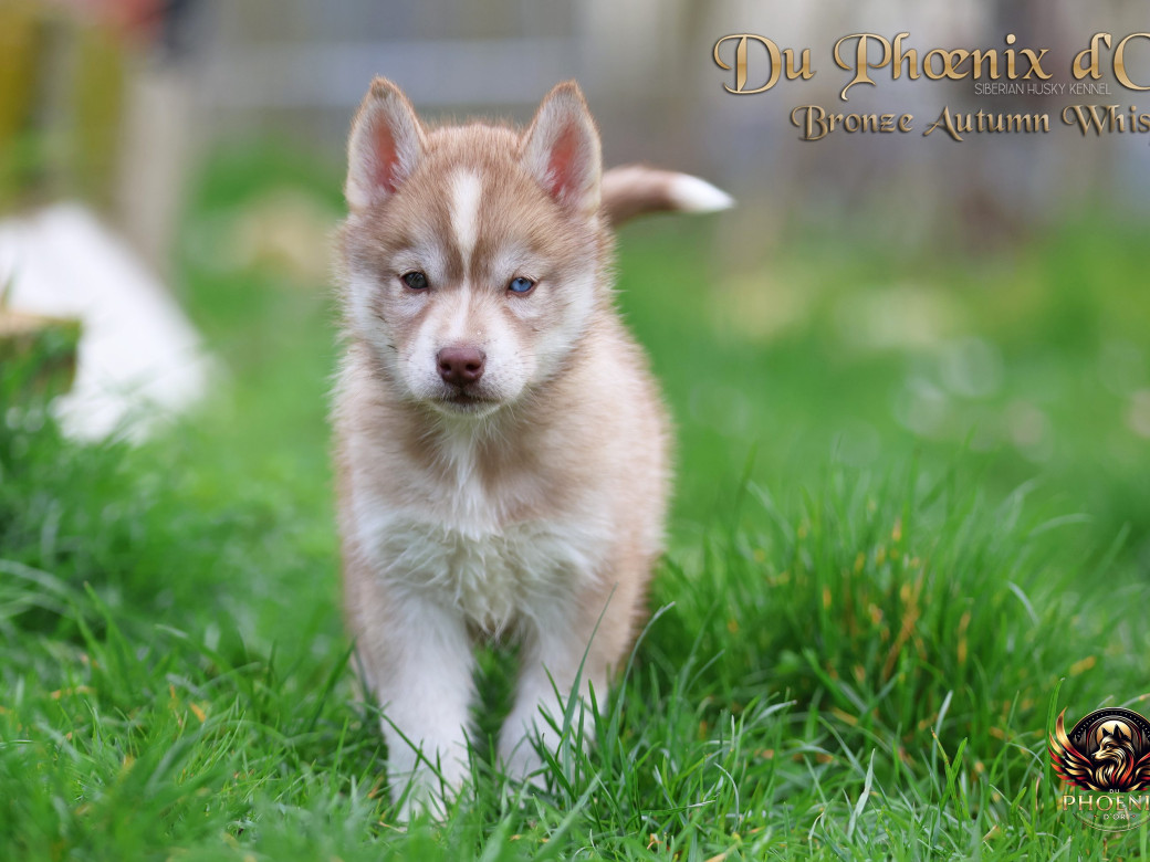 Photo 12 de Femelle 3 - Pandora x Moky (Janvier 2026)