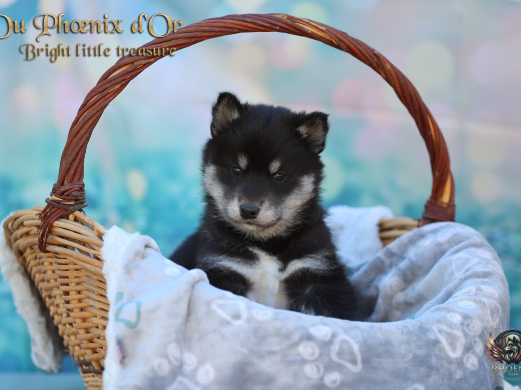 Photo 12 de Femelle 1 - Serena x Ragnar (Février 2026)