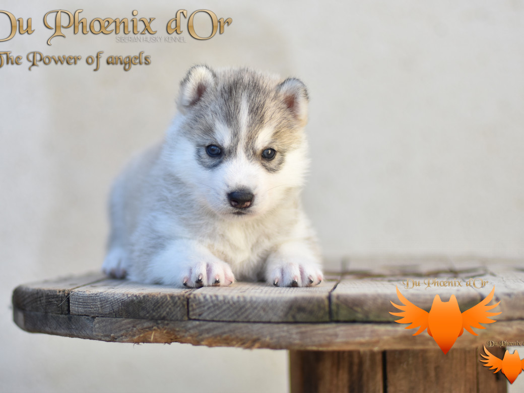 Photo 7 de The power of angels