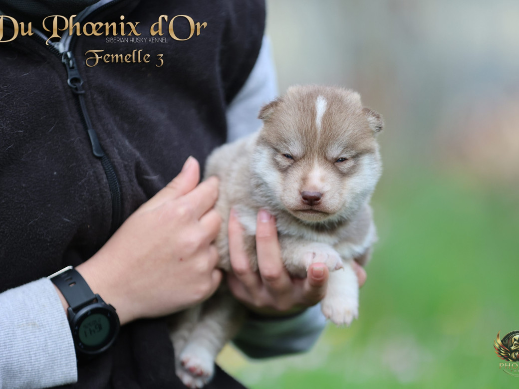 Photo 4 de Femelle 3 - Shana x Unix (Mars 2026)