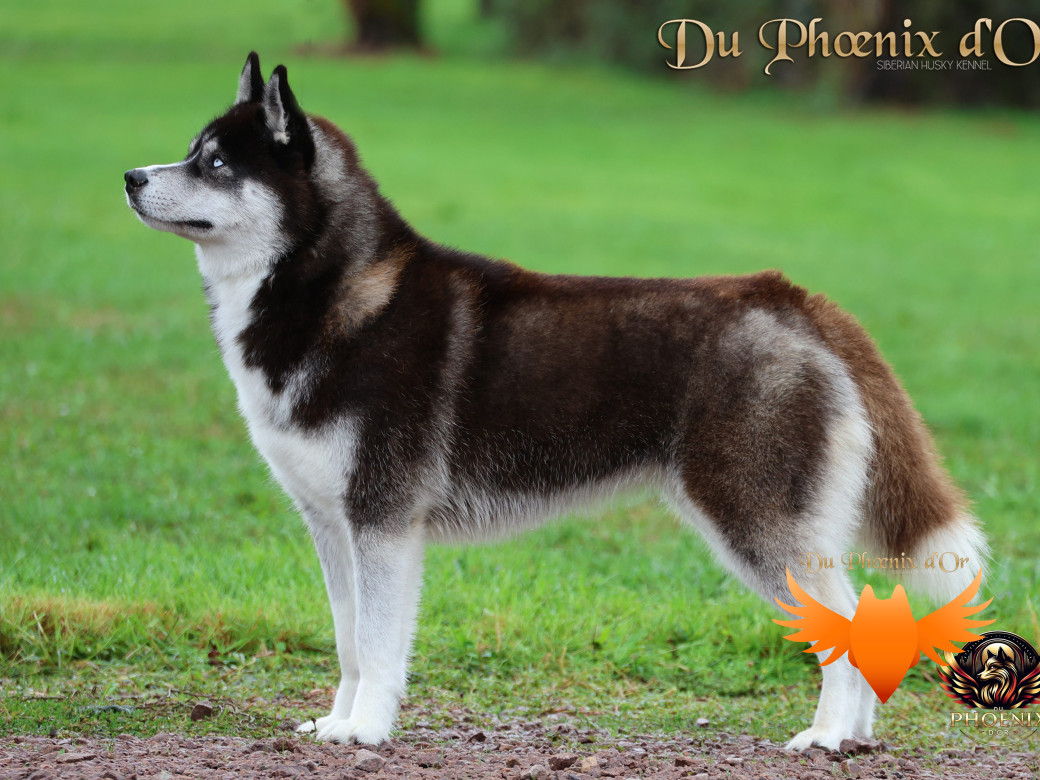 Photo 4 de Uncover black pearl