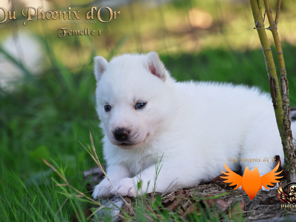 Photo 23 de Femelle 1 - Twilight x Yoshi (Août 2025)