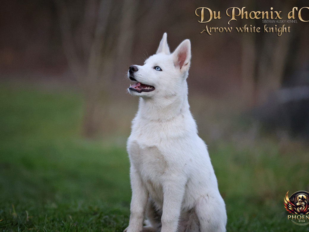 Photo 9 de Mâle 2 - Twilight x Yoshi (Août 2025)