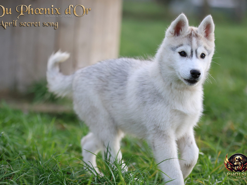 Photo 2 de Femelle 2 - Sweetie x Toruk (Septembre 2025)