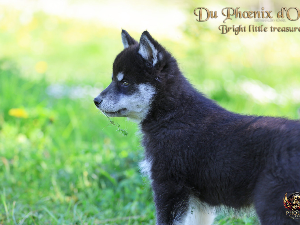 Photo 5 de Femelle 1 - Serena x Ragnar (Février 2026)